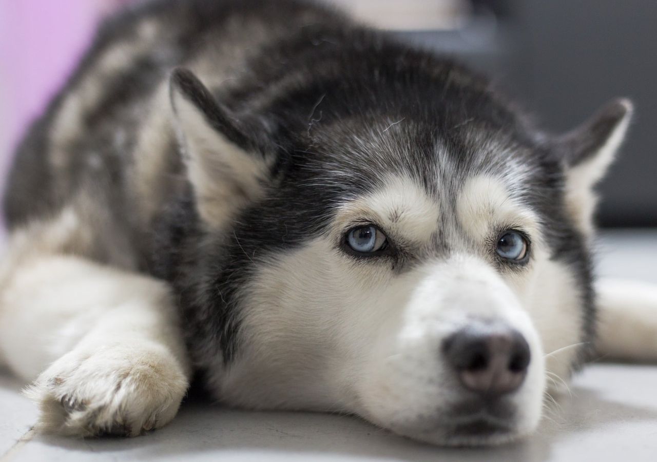 husky siberiano calor