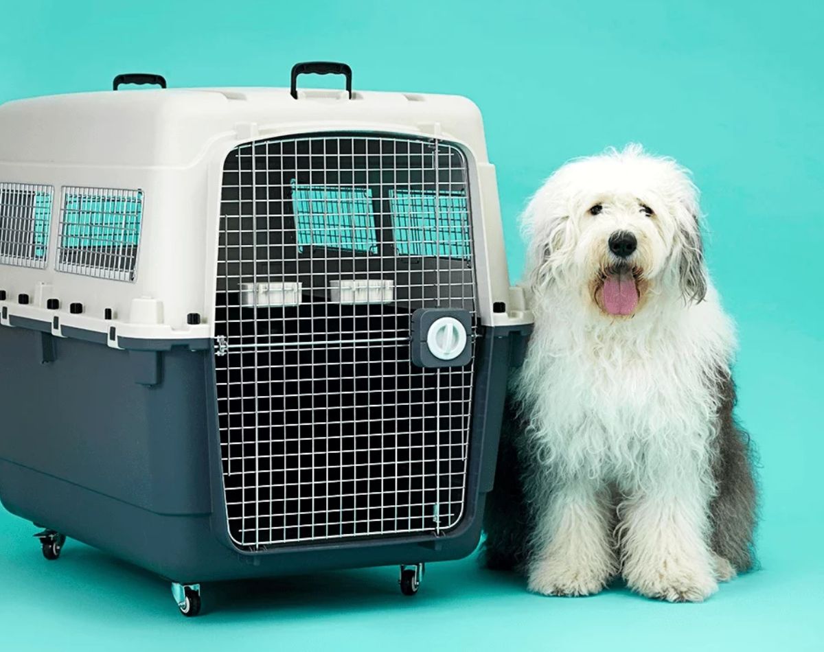 caixa de transporte para pet viajar com cachorro