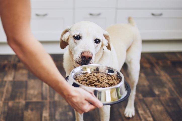 alimentos úmidos cães e gatos