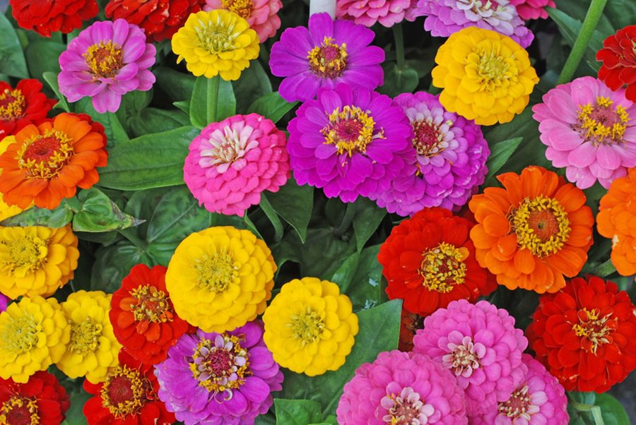 zinnia flowers mixed flowers shutterstock com 12811