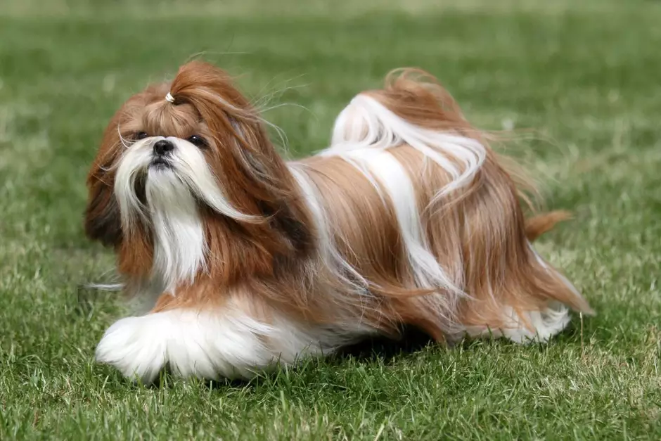 Lhasa Apso