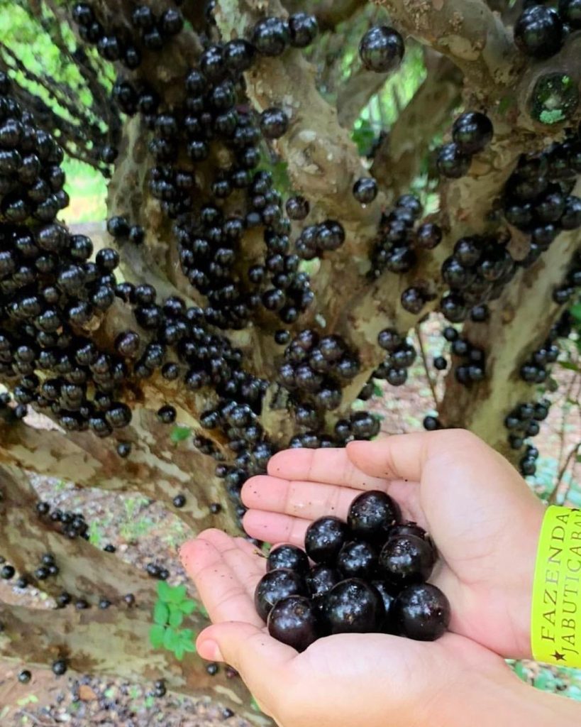 Jabuticabas frescas colhidas diretamente do maior jabuticabal do mundo, localizado em Hidrolândia. A Fazenda Jabuticabal é referência na produção desta fruta.