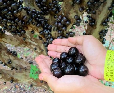 Jabuticabas frescas colhidas diretamente do maior jabuticabal do mundo, localizado em Hidrolândia. A Fazenda Jabuticabal é referência na produção desta fruta.