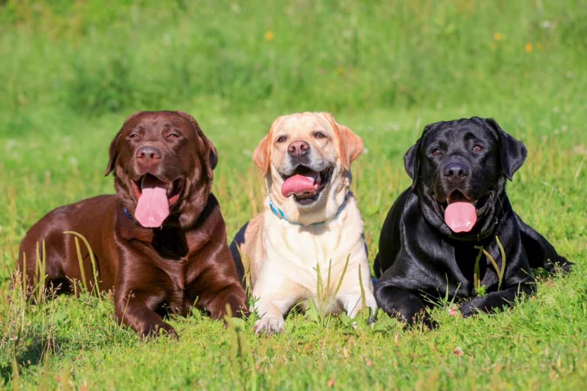 Imagem: reprodução/Premier Pet