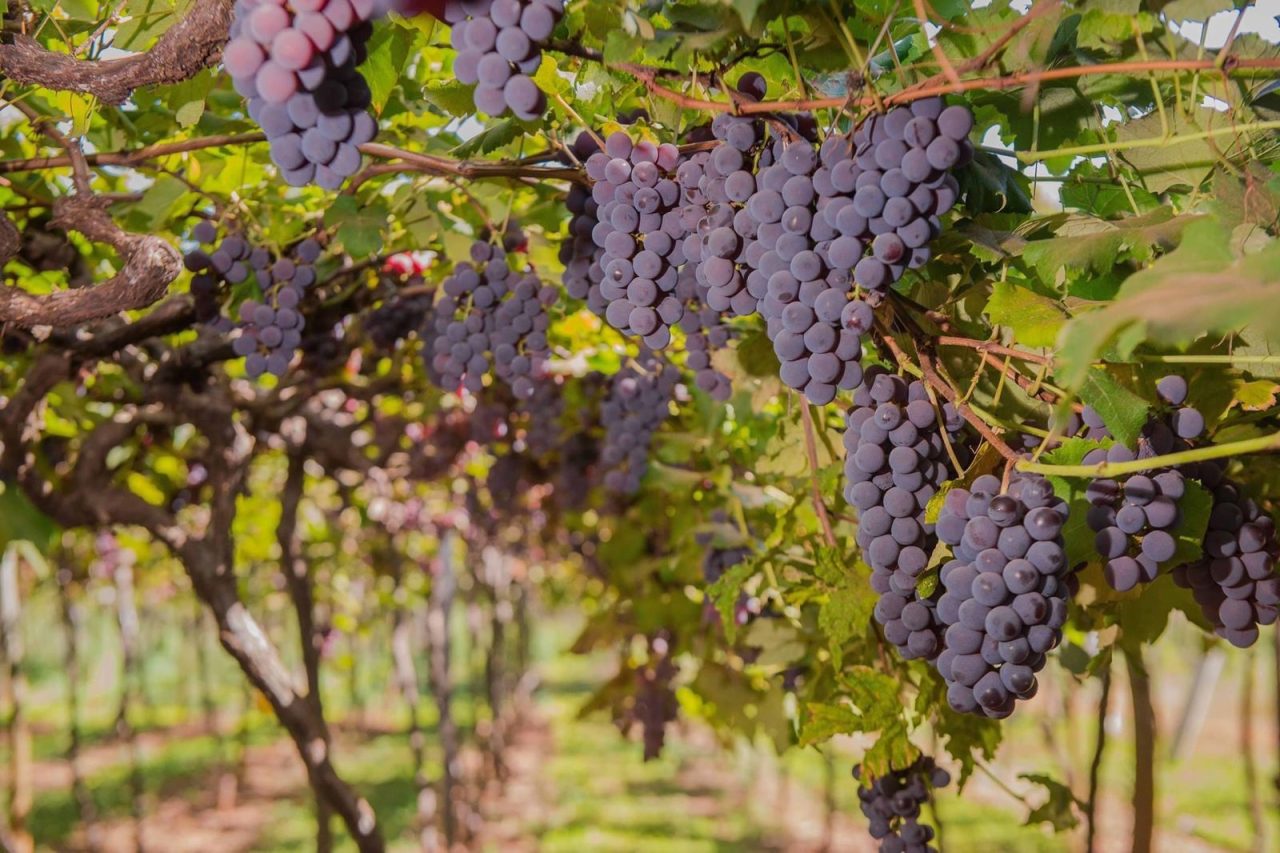 A Vinicola Goiás fica em Itaberaí no coração do estado. foto: Marcos Aleotti