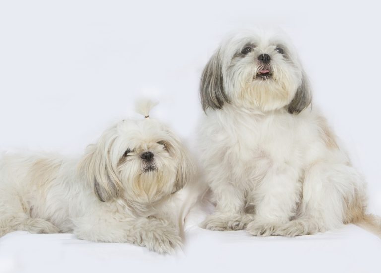 Raças de cães que convivem melhor entre si, segundo especialista