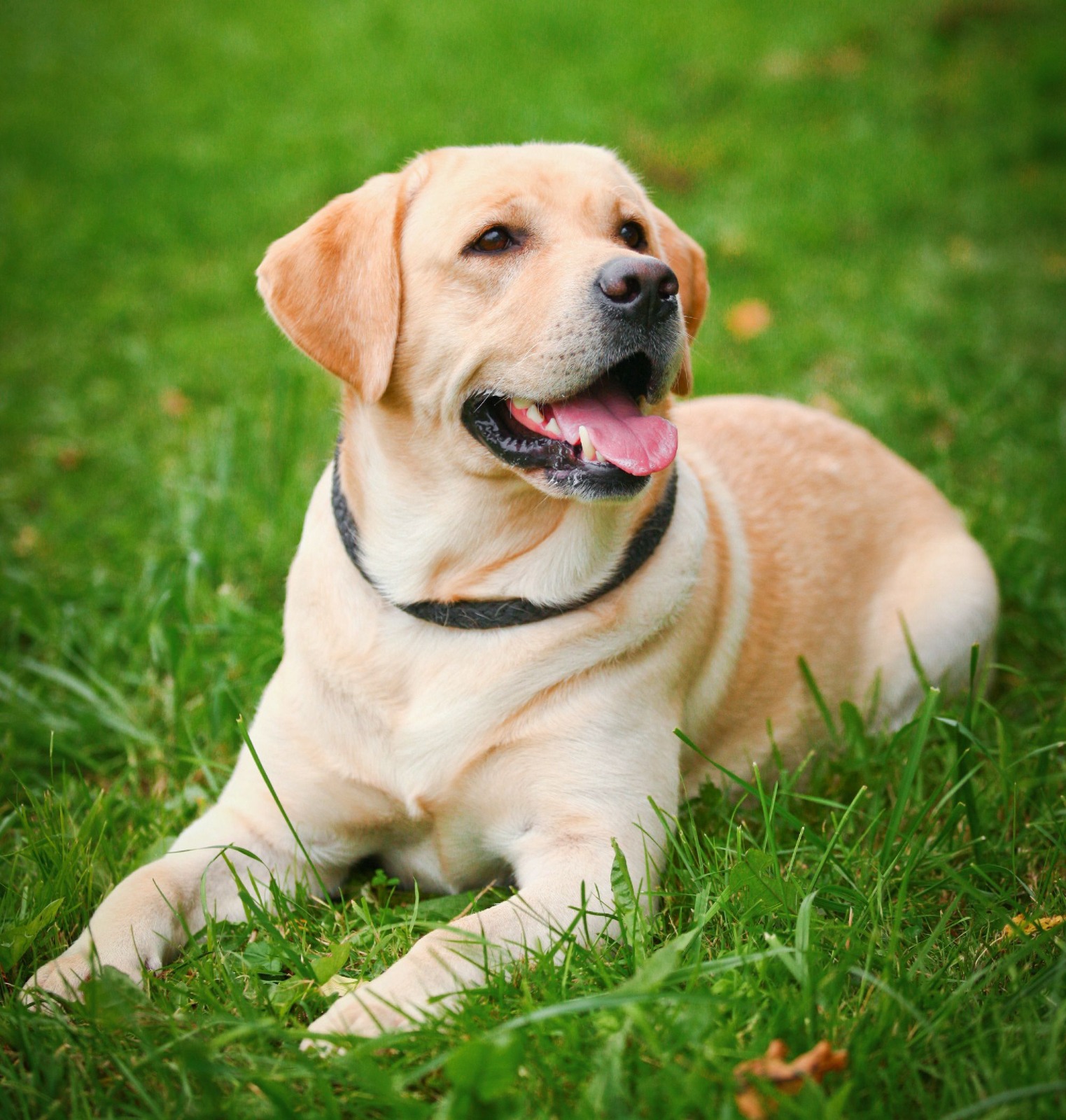 raças cachorros