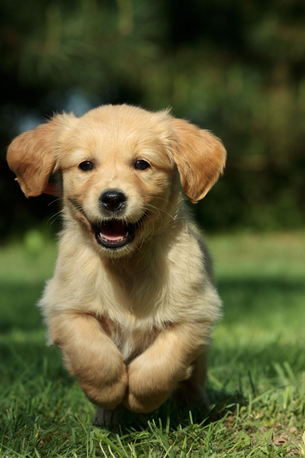 raças cachorros