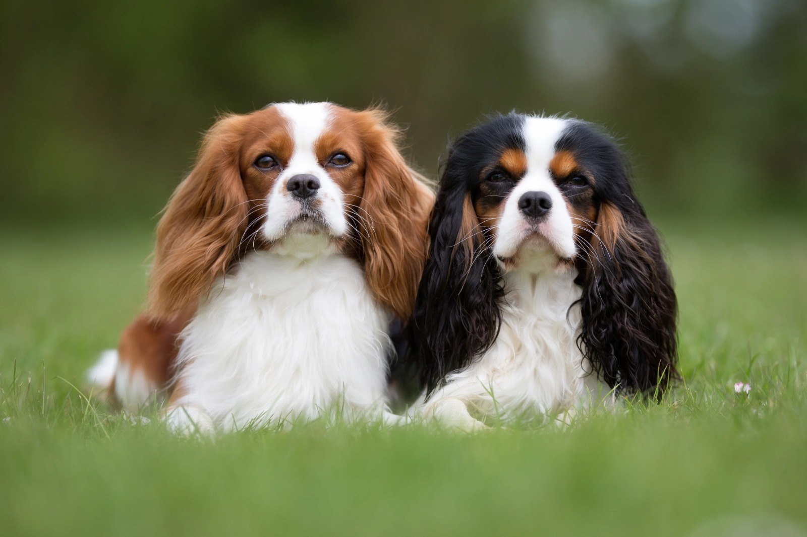 raças cachorros