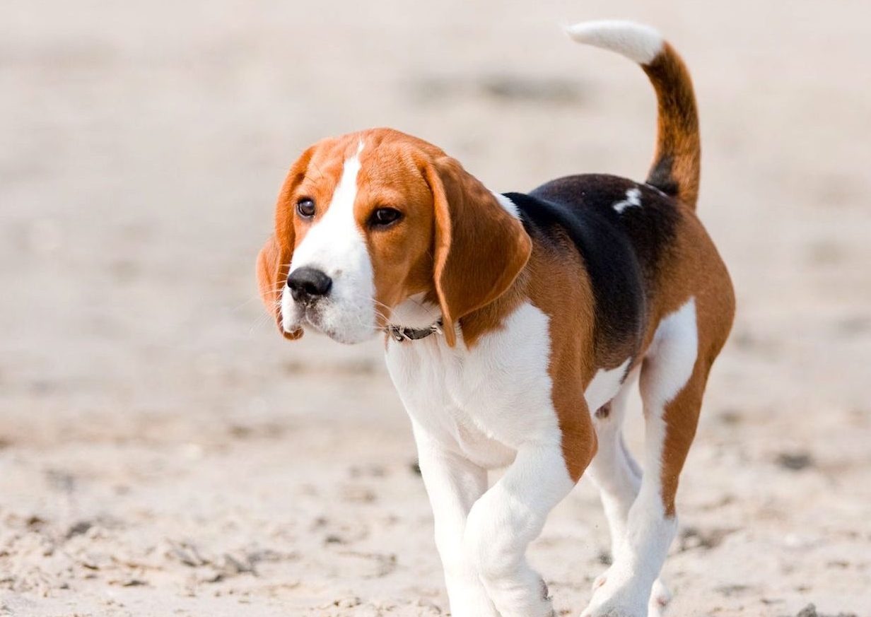 raças cachorros