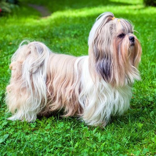 raças cachorros