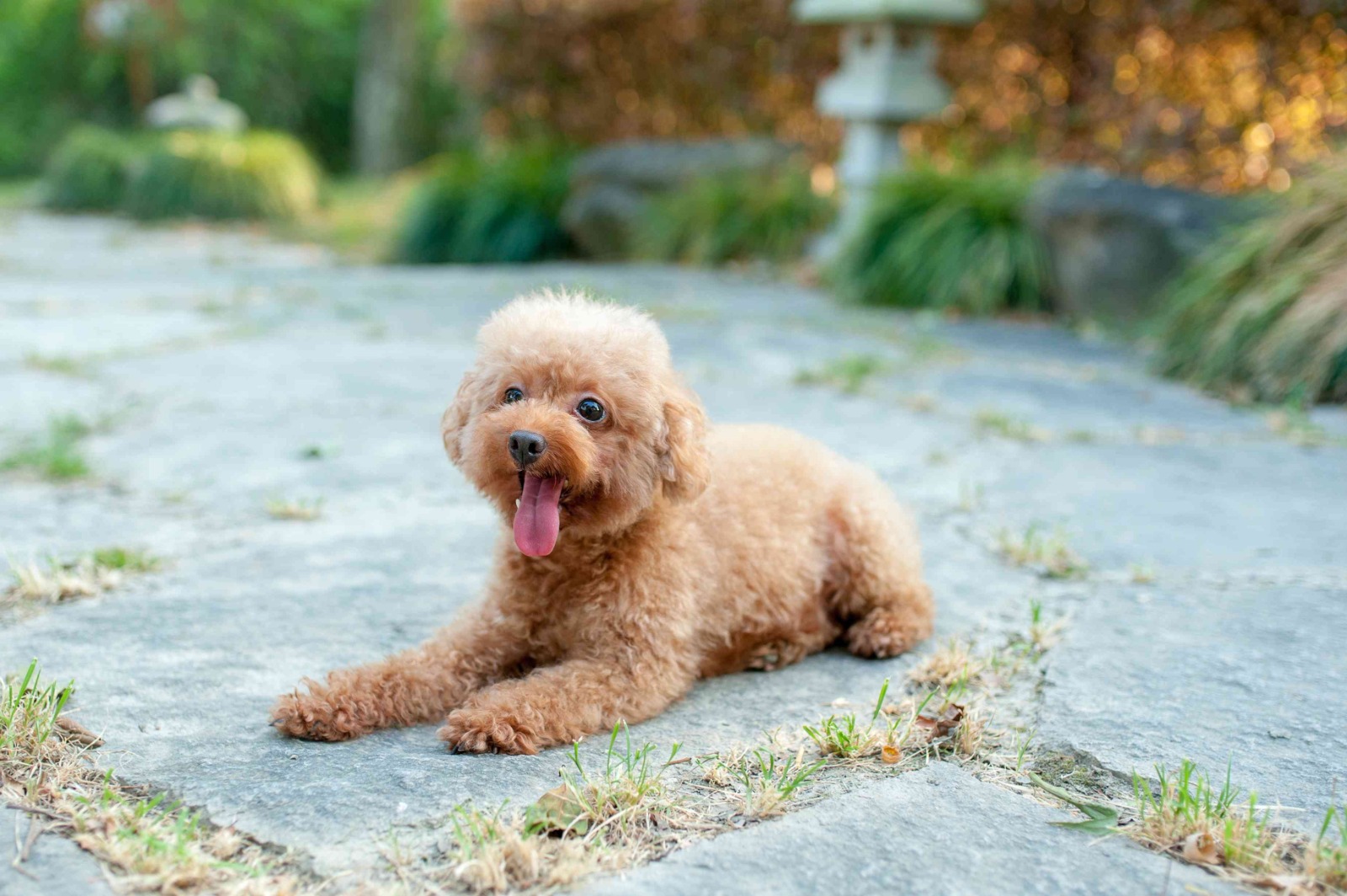 raças cachorros