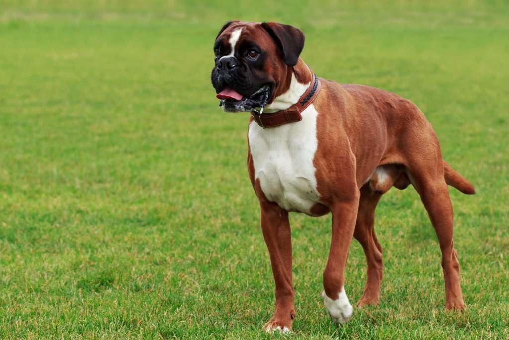 raças cachorros