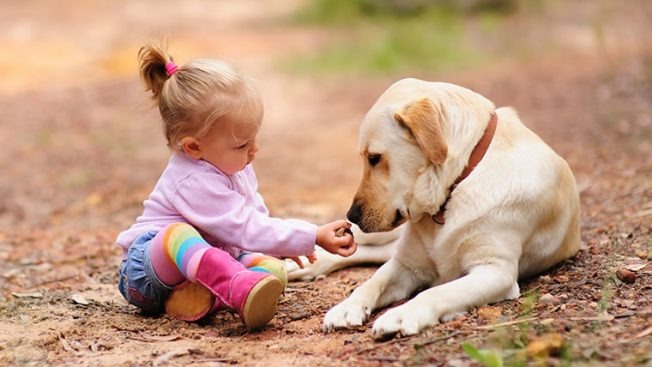 raças cachorros