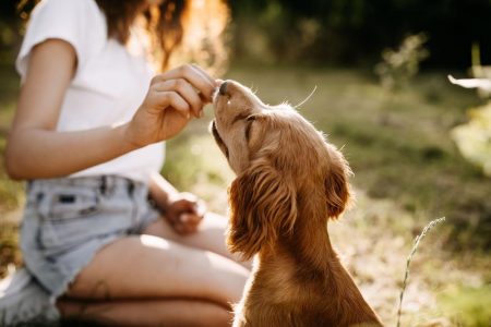 cães estresse cheiro humano