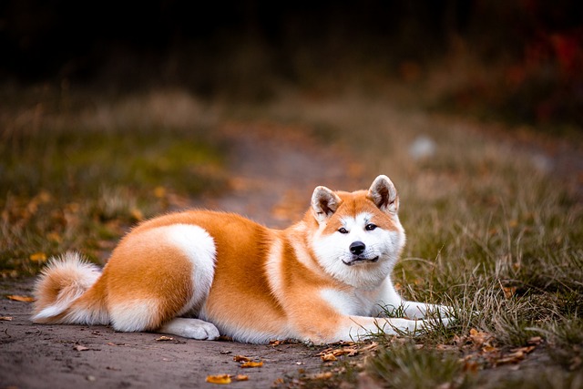 cachorro