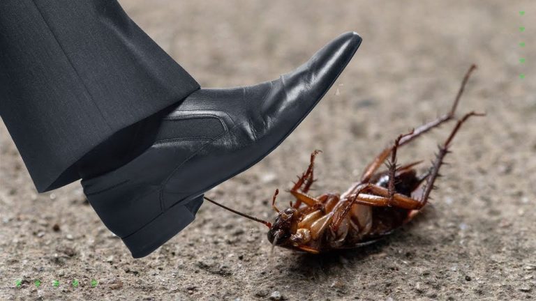 Descubra porque você não deve pisar em baratas, segundo especialista
