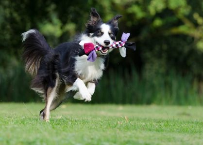 os cachorros mais inteligentes do mundo