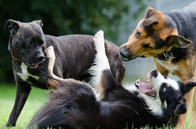 cachorros mais atentados