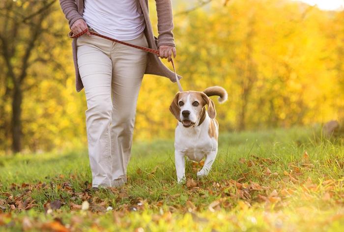 caminhada com cachorro