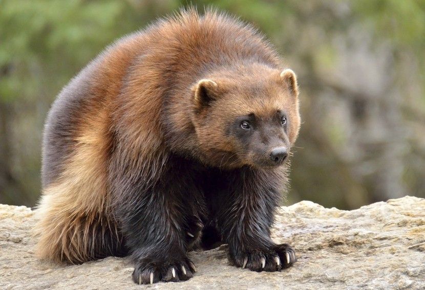 carcaju wolverine