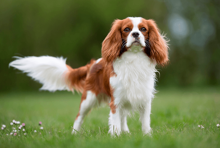 Cavalier King Charles Spaniel