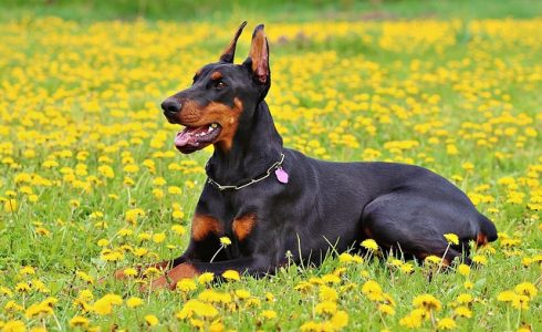 cachorros que so parecem bravos