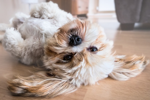 melhores cachorros para apartamento