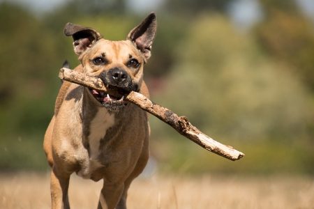 cachorros mais atentados