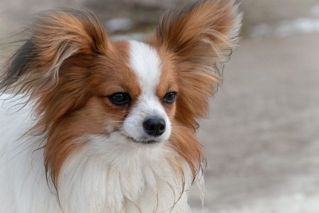 Spaniel Anão Continental