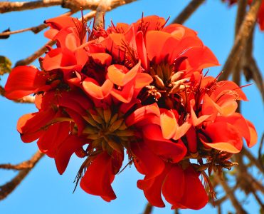 erythrina caffra flowers gress photo squashed