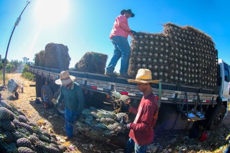 Programa de assistência técnica e gerencial do Senar Goiás conta com ações destinadas aos técnicos das mais diversas áreas de produção. (Imagem: Senar)