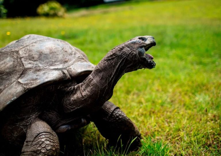 Descubra a idade surpreendente dos 7 animais mais velhos do mundo