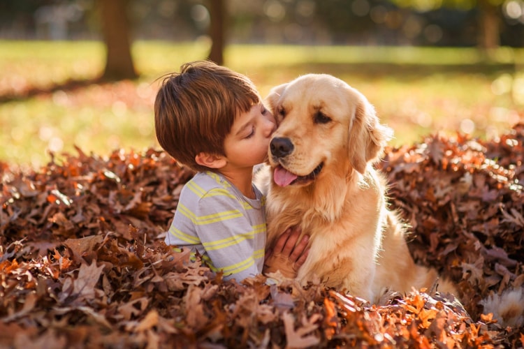 cachorros dóceis