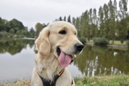 Golden Retriever