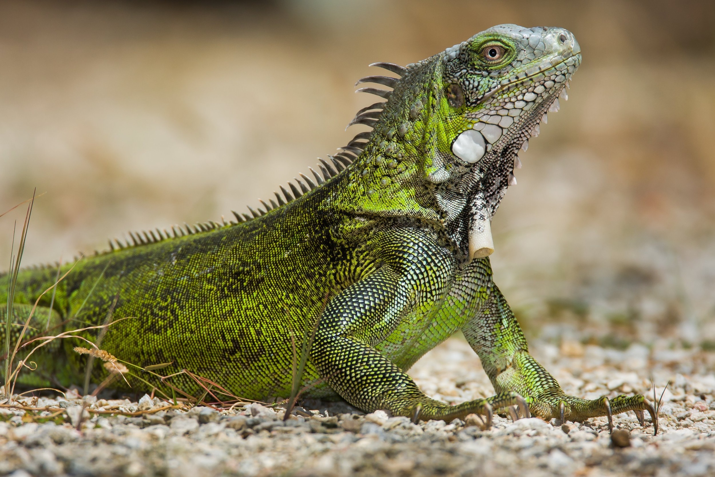iguana pet exótico