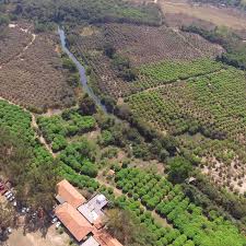 Visão panorâmica da Fazenda Jabuticabal em Hidrolândia, destaque global na produção de jabuticabas. O local combina cultivo extenso e infraestrutura turística