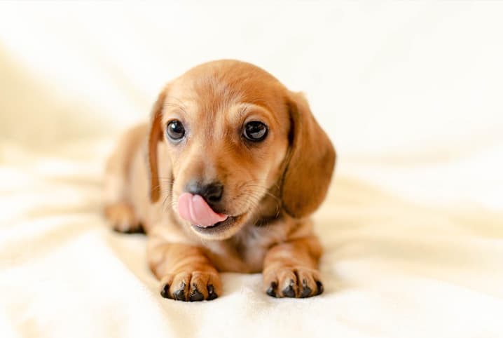 saliva de cachorro doenças