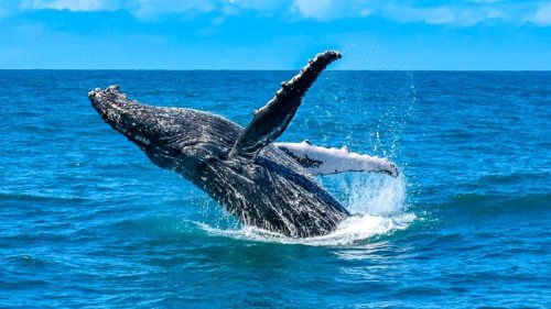 Entre julho e outubro, o litoral de Porto Seguro se transforma em um espetáculo natural inesquecível. As majestosas baleias jubarte, com suas acrobacias e cantos melodiosos, encantam os visitantes com um balé marinho sob o sol tropical.