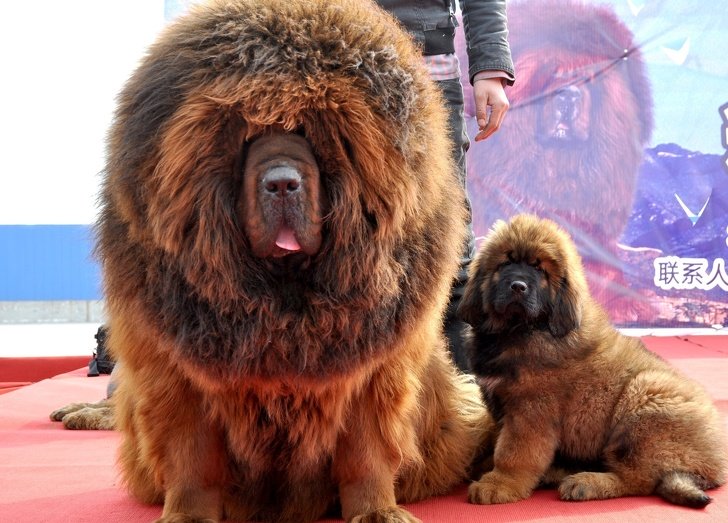 os cachorros mais raros do mundo