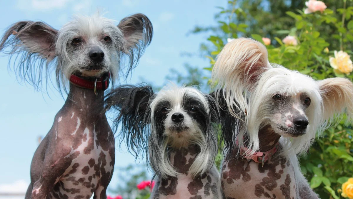 Cão de Crista Chinês