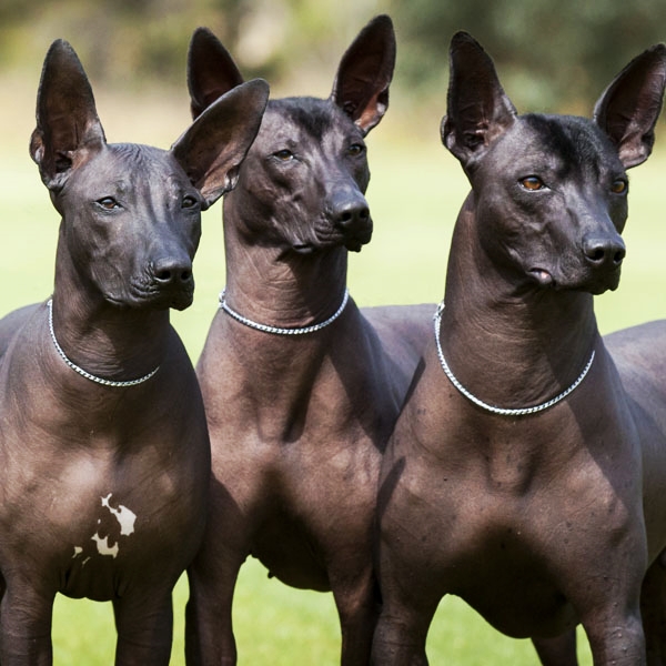 Cão Pelado-mexicano ou Xoloitzcuintle