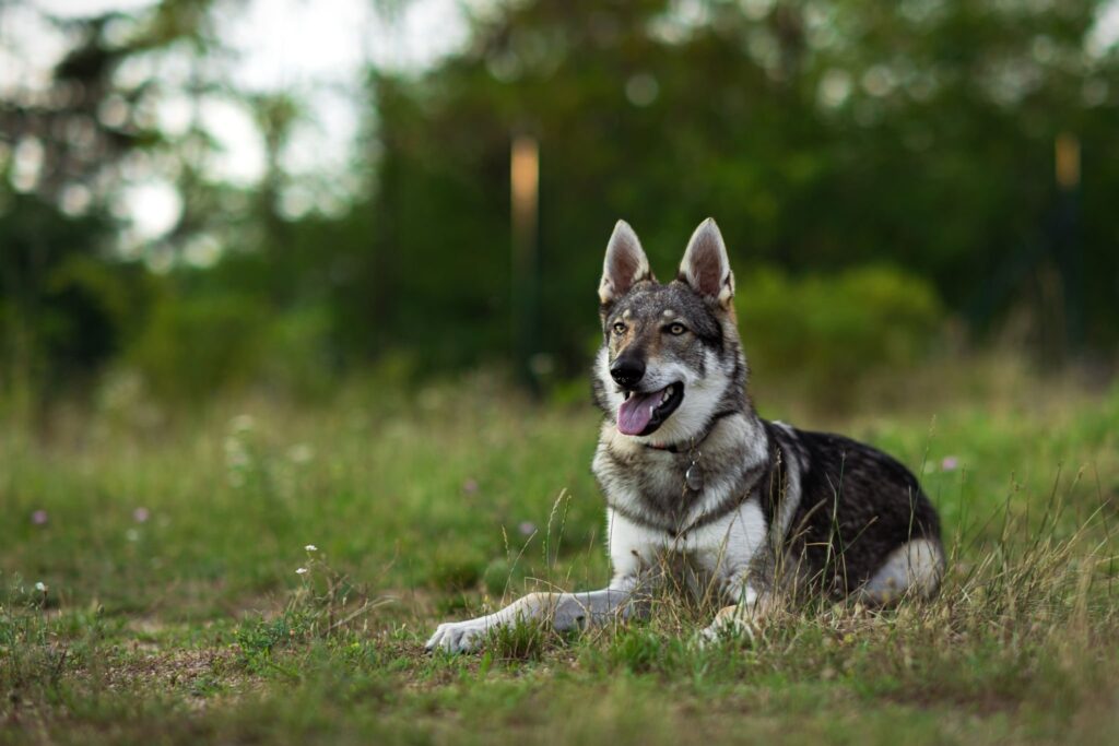 Cão-lobo-checoslovaco