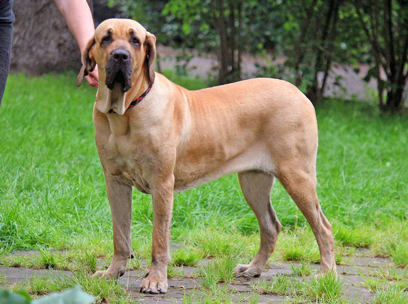 Cachoro Fila Brasileiro