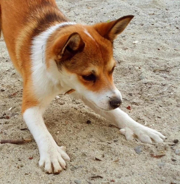 Lundehund Norueguês