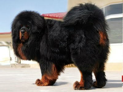 Mastim Tibetano