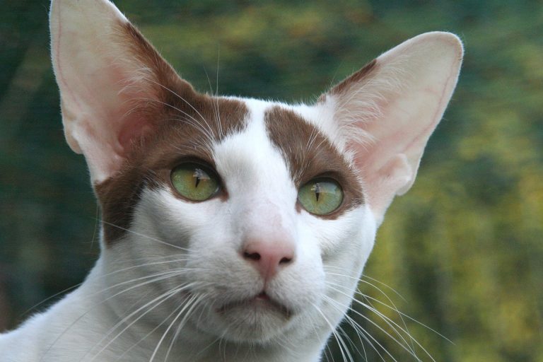 Conheça o gato orelhudo que virou sensação no Brasil