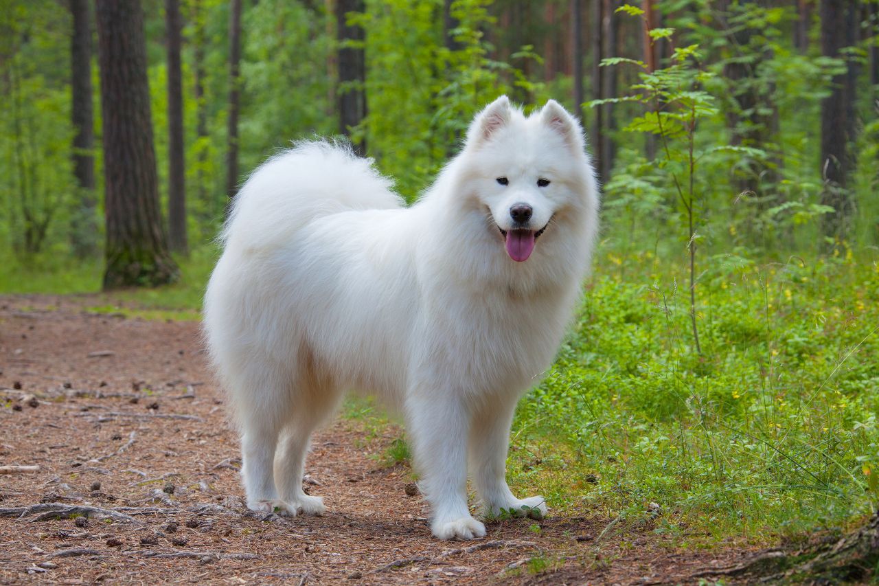 raças de cachorros mais caras