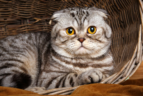 gato Scottish Fold