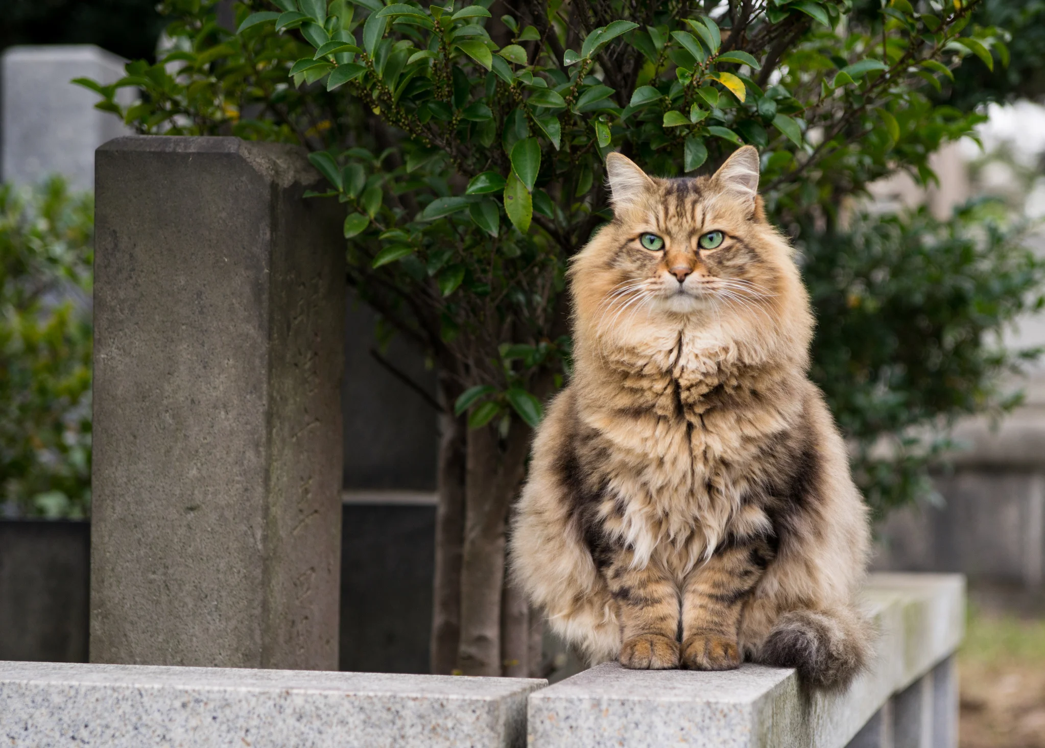 gato Siberiano